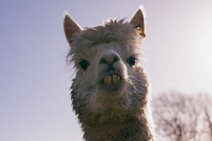 An alpaca enjoying used grain from the beer brewing process