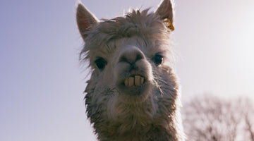 An alpaca enjoying used grain from the beer brewing process